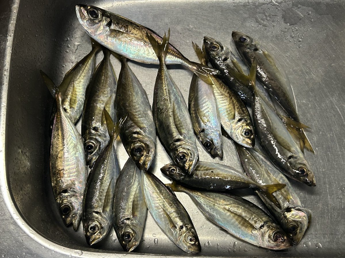 thomas197304's tweet photo. 昨晩18:00~20:30仕事帰りにアジングへ🎣🐟風強く釣りづらかったですが3gまでのジグヘッド使い20cm前後半分くらいと楽しめました😊🎣
#アジング #横浜 https://t.co/nYK0bXs0bD