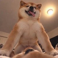 StonedMaximus's tweet photo. @DipWheeler Cuminu was born for you. Tailor-made. Your personal inu. That’s it. @DipWheeler https://t.co/55aNvmqZWn