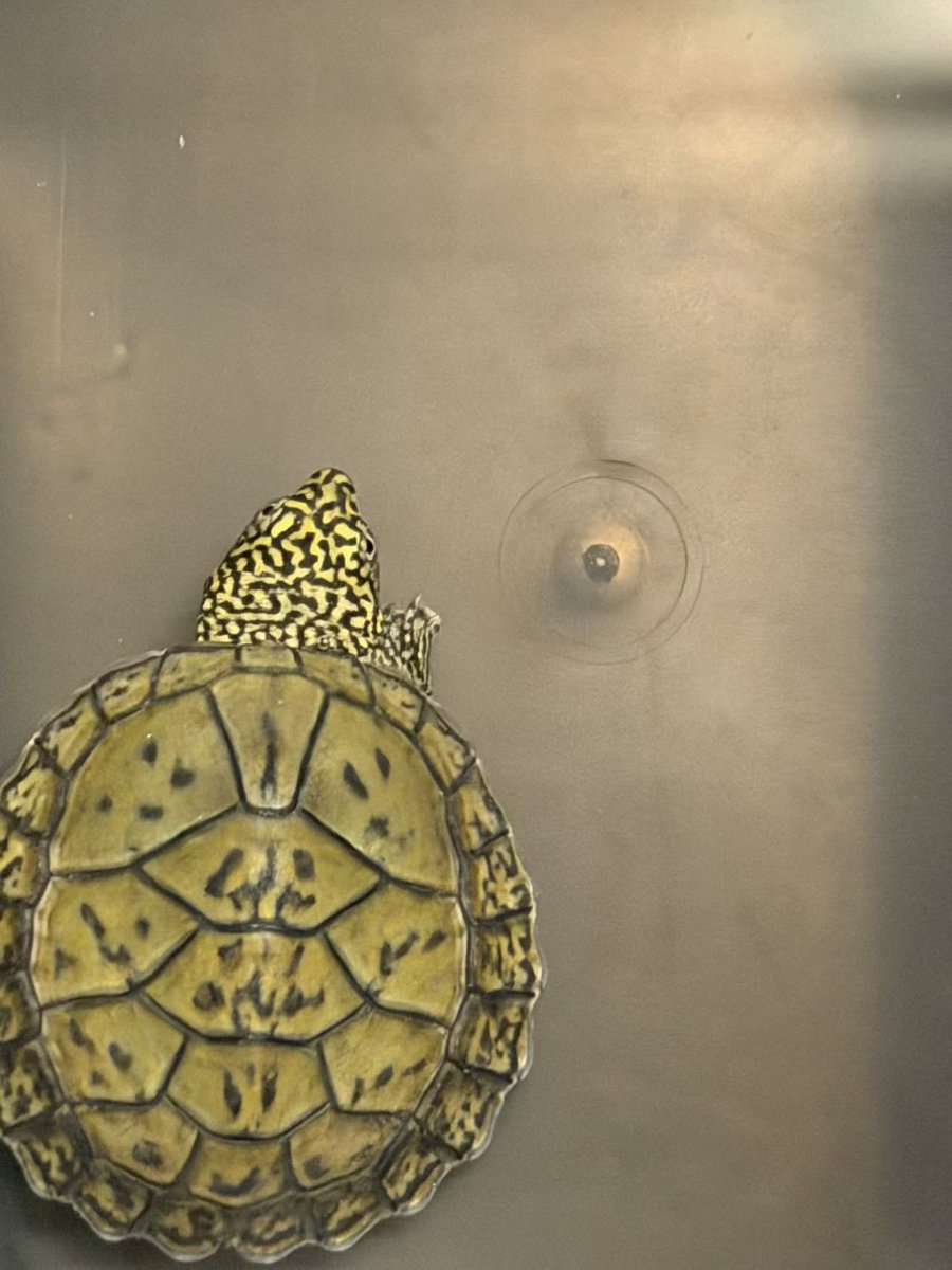 ReptileWanted's tweet photo. 毎年恒例のヒラタニオイガメ、今年も無事に孵化しました🐢✨
毎年見ている光景ですが、やっぱり孵化の瞬間は嬉しいですね☺️
今年も元気に育ってくれますように！

#ヒラタニオイガメ https://t.co/1y1Tg6dZJC