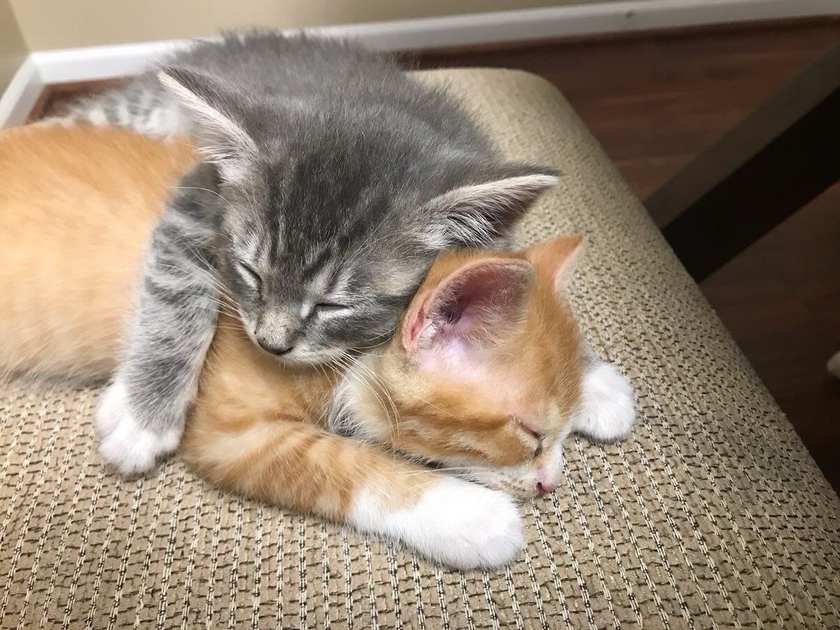 catsworldaura's tweet photo. https://t.co/kLXlA6BWa9