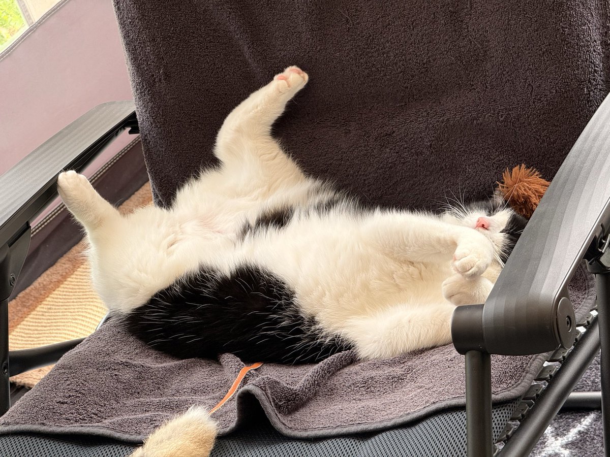 ci31pet's tweet photo. #CatsofX 
Zij zal wel uitgerust zijn na de vakantie 😁
Ze snurkt ook nog 😴💤😻 https://t.co/l3FMrsqMnH