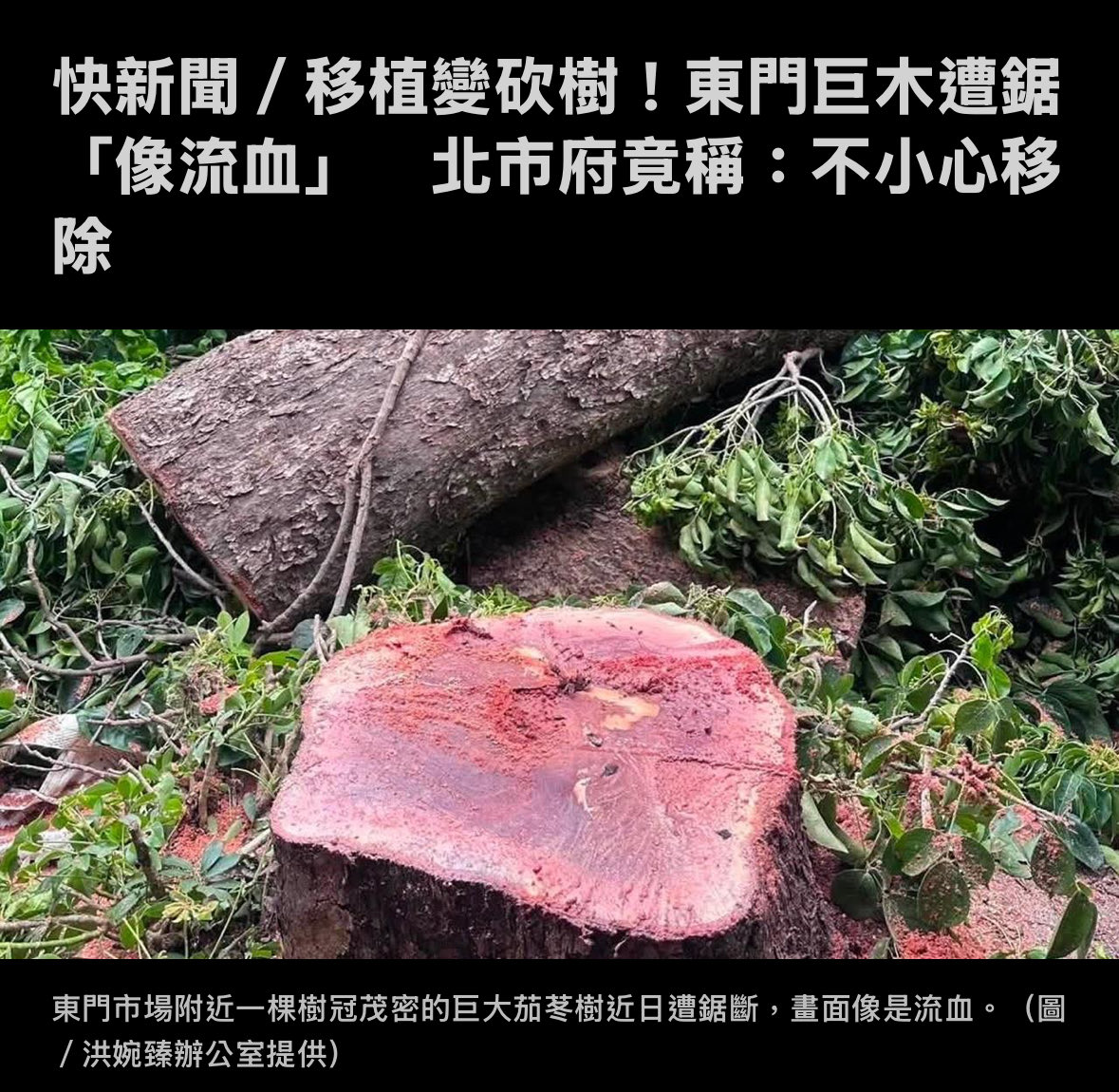 hellohanahsu's tweet photo. 快訊！
東門那棵像流血的大樹，
北市政府居然承認：「不小心移除」

ㄍㄢ，輕輕鬆鬆說不小心，一棵樹就沒了，少來了！你要不要承認砍錯多少樹？？？ https://t.co/dgvOijfRyh