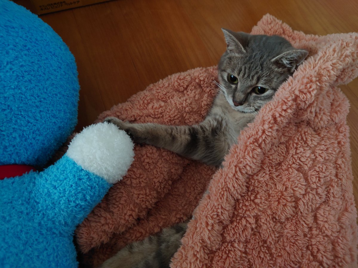 pablof_yan's tweet photo. 私の身代わりに置いて行ったドラえもんと手つないでた🐾 https://t.co/3s04huAaWZ
