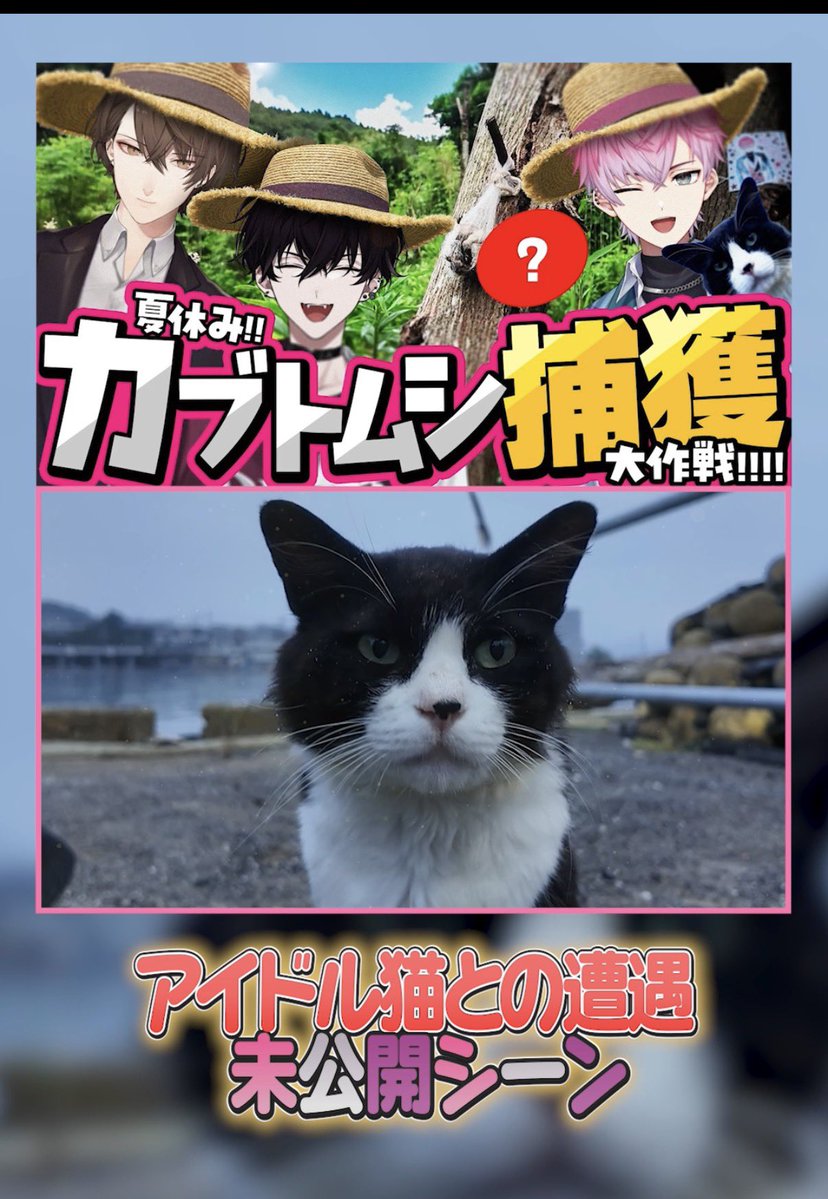 sumeragi_0o's tweet photo. 🐈 ショート動画投稿💨

カブトムシロケ未公開シーン①
外ロケ先で出会ったアイドル猫ちゃんのかわいさに先輩方とわちゃわちゃ！

https://t.co/HvnF5SJQuG https://t.co/RXONrUIj6x