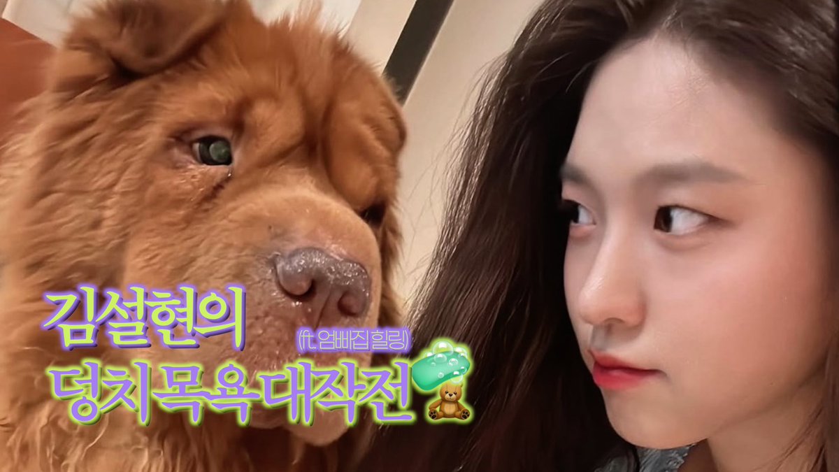 ThePresent_X's tweet photo. [#김설현] 
덩치 목욕 대작전🐶🛁
본가에서 가족들과, 그리고 덩치와 함께 보낸 설현 배우의 하루🫶🏻

지금 김설현 KIMSEOLHYUN YouTube에서 만나보세요!

🔗 https://t.co/rzY4e9sooT

#KIMSEOLHYUN
#김설현KIMSEOLHYUN
#VLOG #브이로그 https://t.co/IZvLzCWAr7