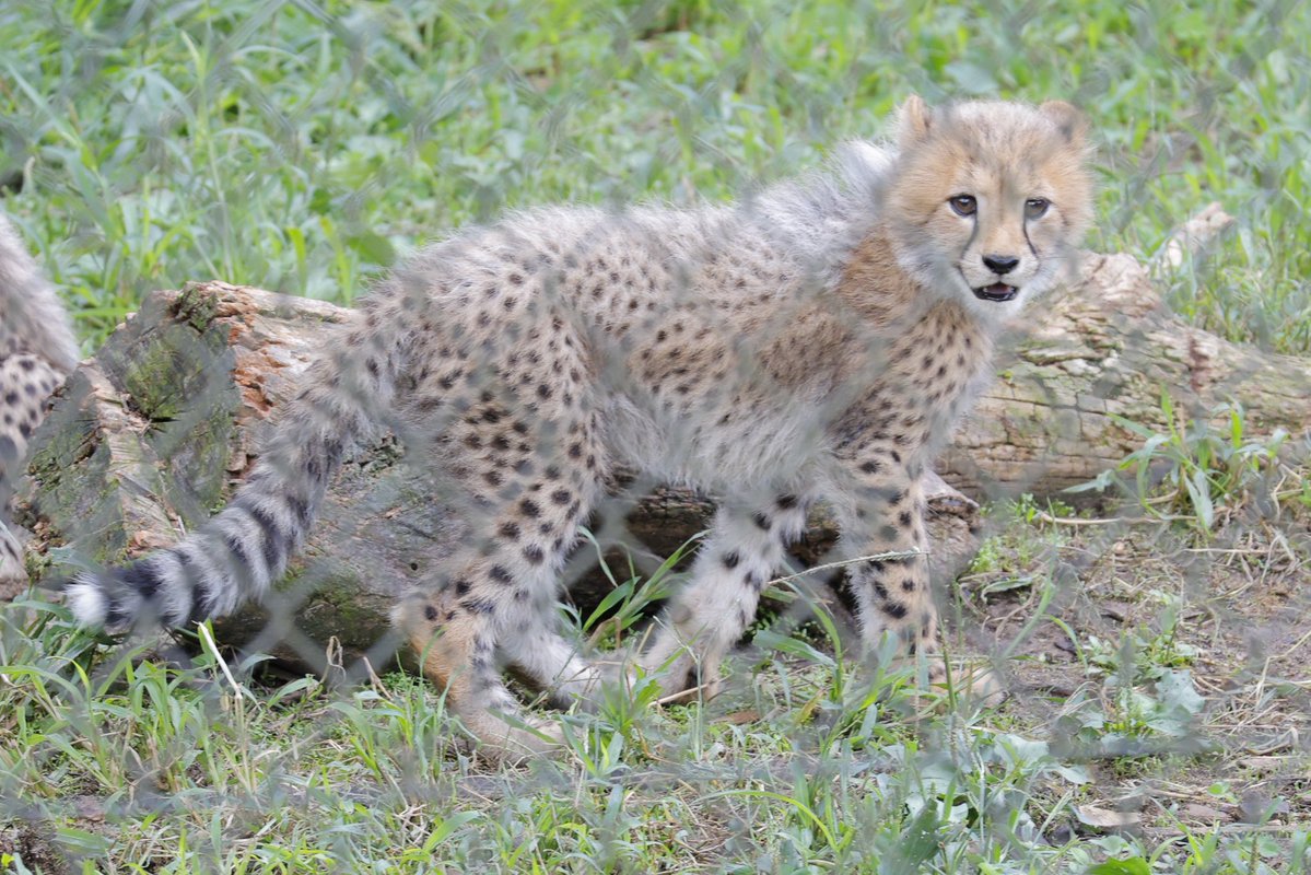 MatuMatu0611's tweet photo. チーターの赤ちゃん達
#安佐動物公園
#チーター 
#チーター赤ちゃん https://t.co/in59t6R7Xm