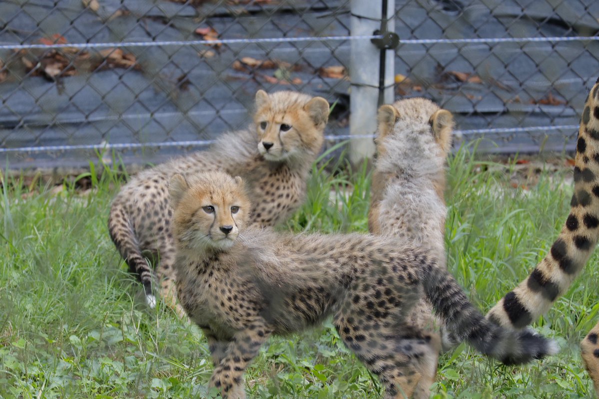 MatuMatu0611's tweet photo. チーターの赤ちゃん達
#安佐動物公園
#チーター 
#チーター赤ちゃん https://t.co/in59t6R7Xm