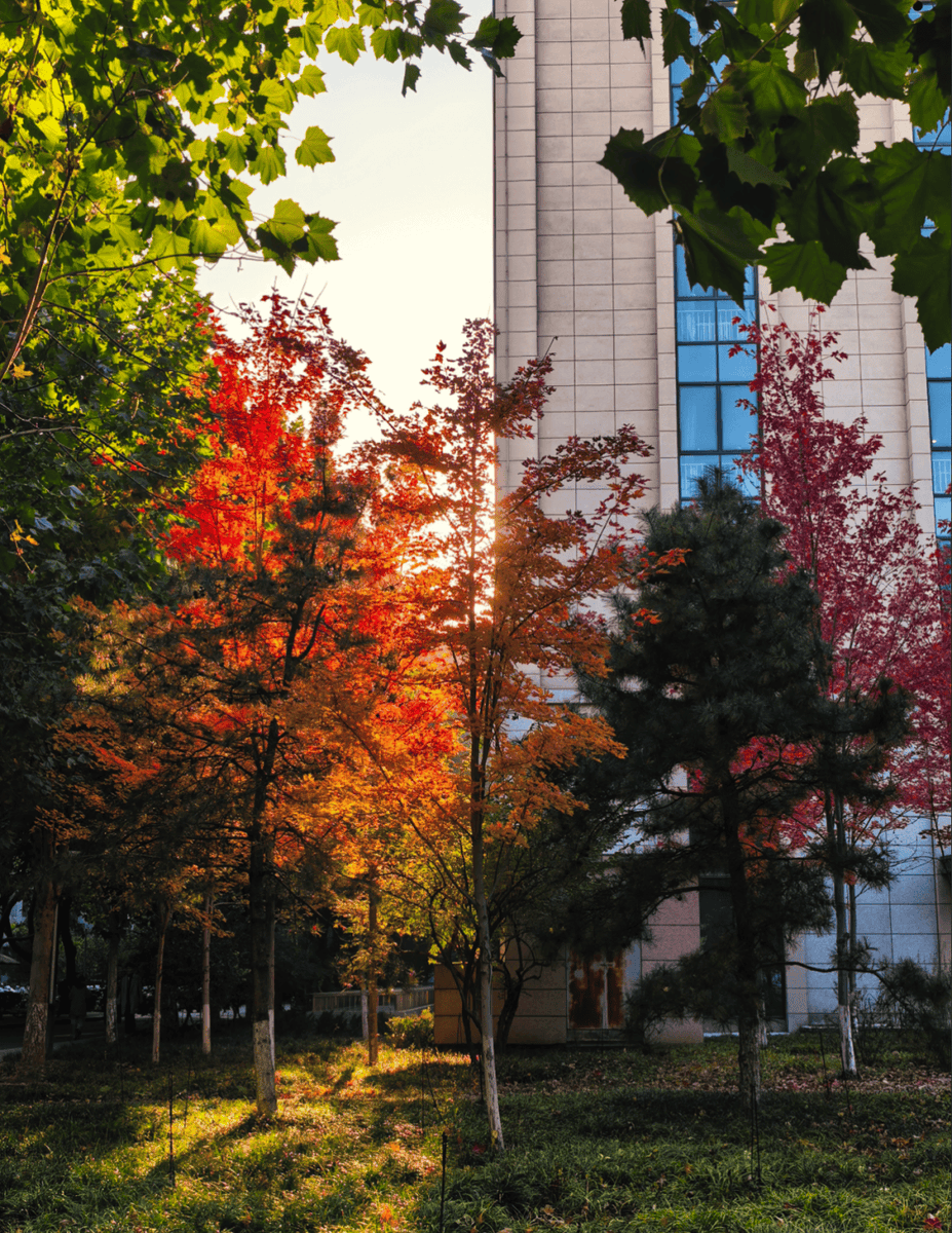 RottyYohana's tweet photo. Perfect autumn breeze and golden leaves! No filter needed for this cozy afternoon vibe ， https://t.co/ka30pXEl1s