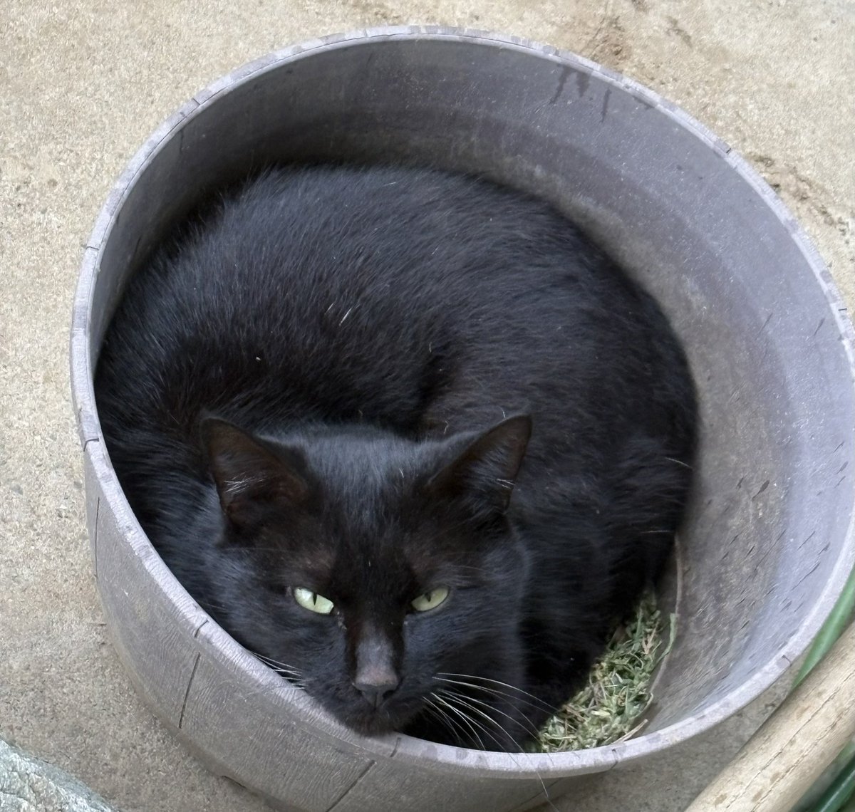 SASAfmfsub's tweet photo. 家に来るねこちゃん https://t.co/VDiYgYvJVB