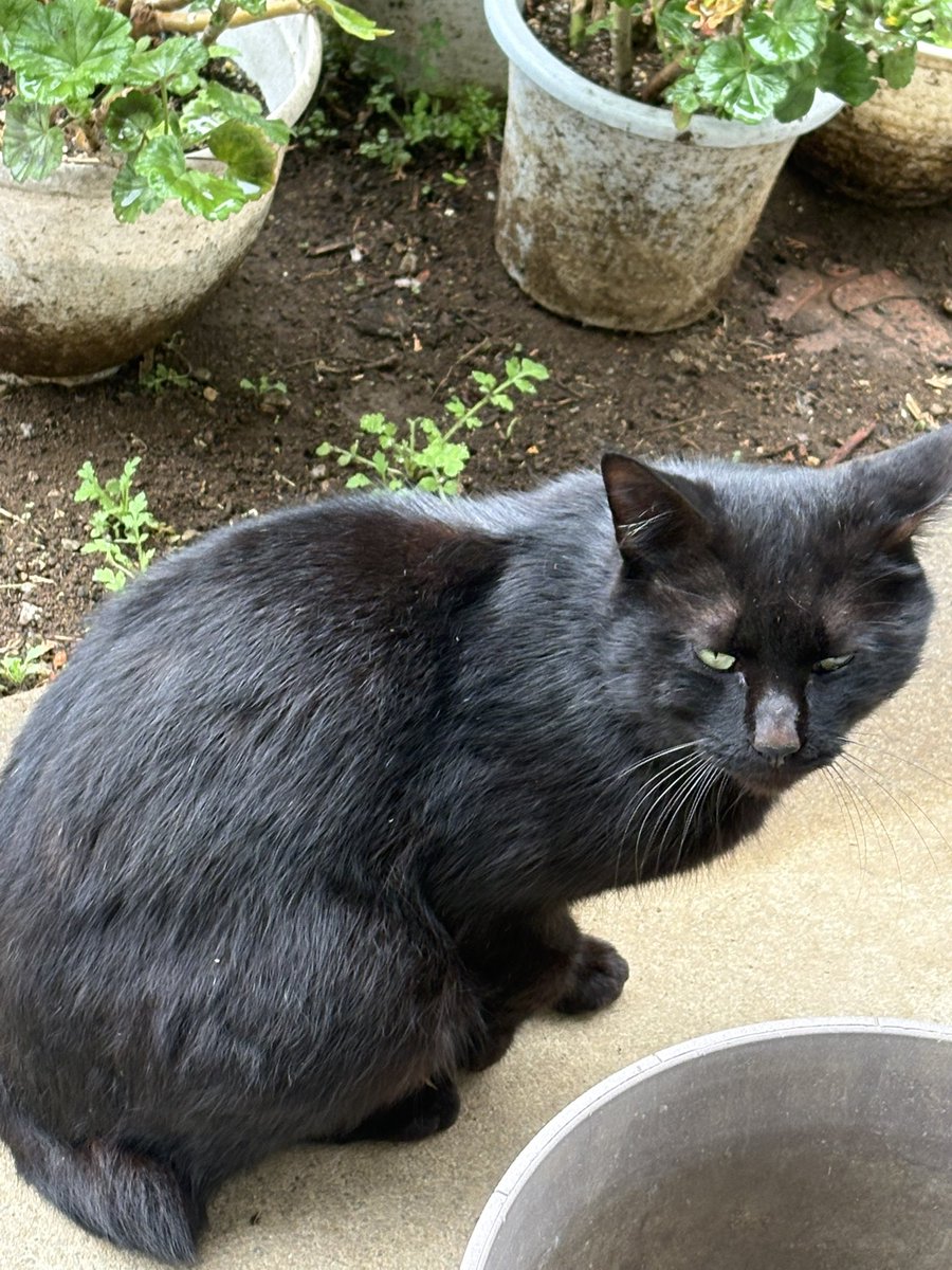 SASAfmfsub's tweet photo. 家に来るねこちゃん https://t.co/VDiYgYvJVB