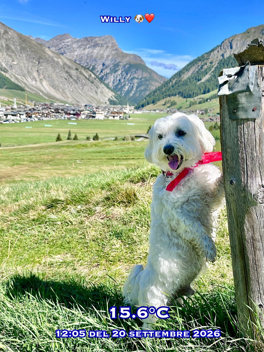 TuttoLivigno's tweet photo. Ciao amici, buona domenica a tutti! ❤️
Oggi faccio una bella passeggiata nei prati ancora verdi di Livigno.
Bacini a tutti, pelosetti e non! 🐾😘
#willylivigno #livigno #malteselovers https://t.co/HagfbsO3BC