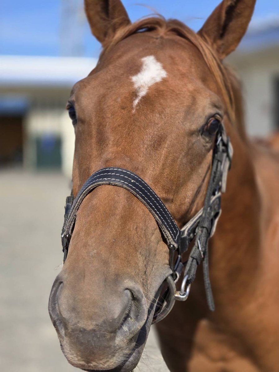 Y_Okuyamastable's tweet photo. セプテンバーセールにおいて、地方競馬の名馬と関わりのある男の子とご縁をいただきました🏇✨

オーナー様、ありがとうございました！

また、購買にあたりサポートいただいた関係者の皆様にも、心より感謝申し上げます🙇‍♂️ https://t.co/xNNthc0JrP
