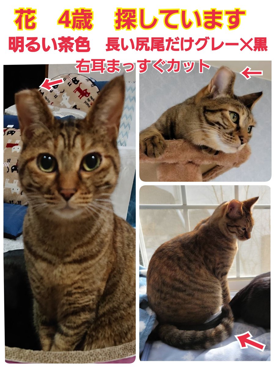 squirrelemi's tweet photo. 猫を探しています。花ちゃん4歳。右耳がまっすぐカット、明るい茶色ですが尻尾だけ色が違いグレー✕黒の縞々模様です。2024年4月11日横浜市金沢区富岡東の自宅から私の不注意で外に出てしまい迷子のままです。些細な情報でもお願いいたします。
#猫を探しています
#拡散希望ＲＴお願い致します https://t.co/OL5hq8kiwN