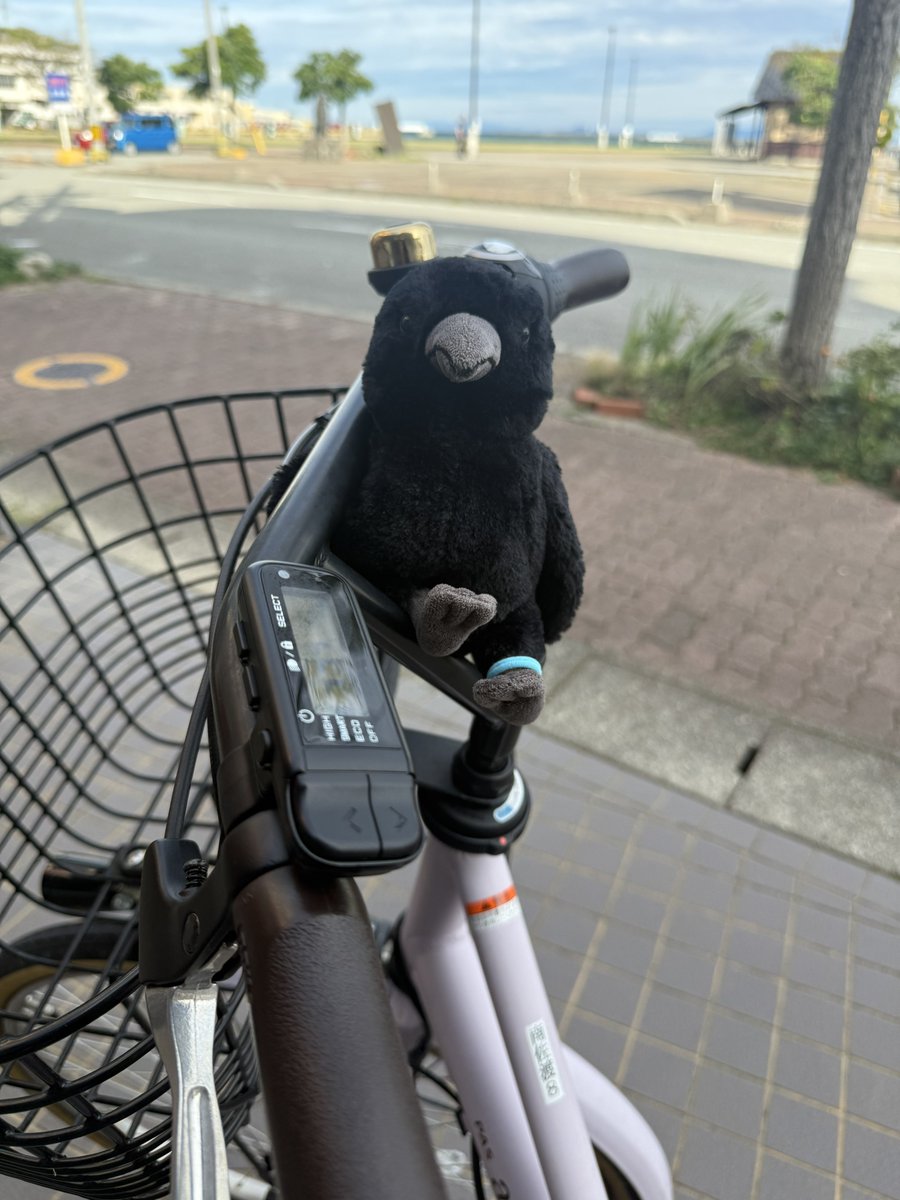 wwblueww's tweet photo. 計画性なさすぎて
レンタカー借りそびれたので
自転車に相棒(カラスくん)乗せて
島内大爆走してきたー！！！ https://t.co/B9imBARV3R