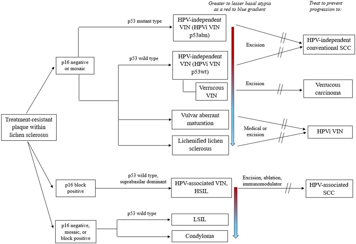 AJOG_thegray's tweet photo. 2026 International Society for the Study of Vulvovaginal Disease terminology for vulvar intraepithelial neoplasia and squamous intraepithelial lesions https://t.co/5kjqayu4tf https://t.co/Srs0Lqd7hJ