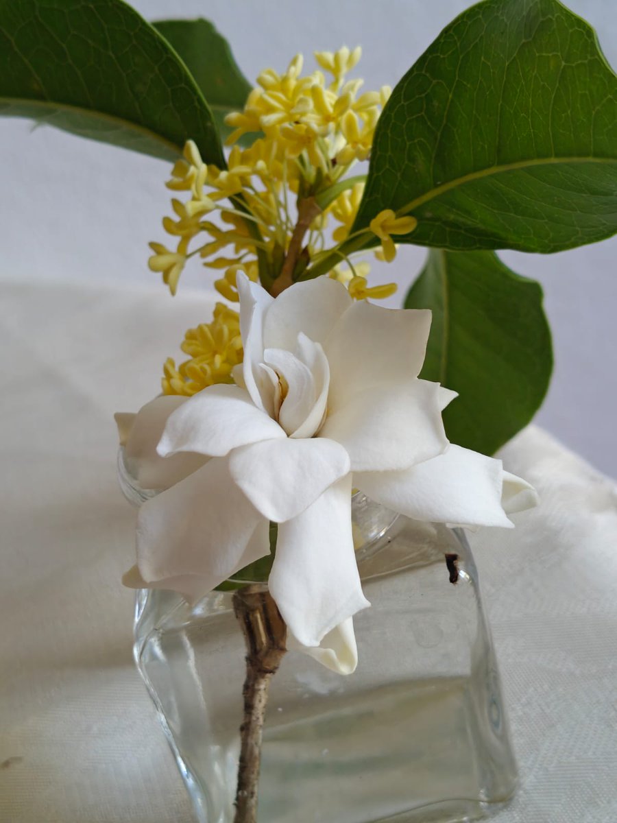 vpuntompunto's tweet photo. Profumi di settembre #osmanthus e #gardenia https://t.co/0CBfpsQPOb