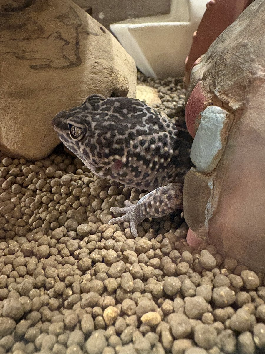 greeenduck's tweet photo. 帰宅したらこいるも脱皮が近づいてておてて白くなってるしお顔もうすーくなりかけ🦎
今朝寝てた時はまだおててだけ

仕事帰りに癒された

#レオパ https://t.co/rBAd2OX7w3
