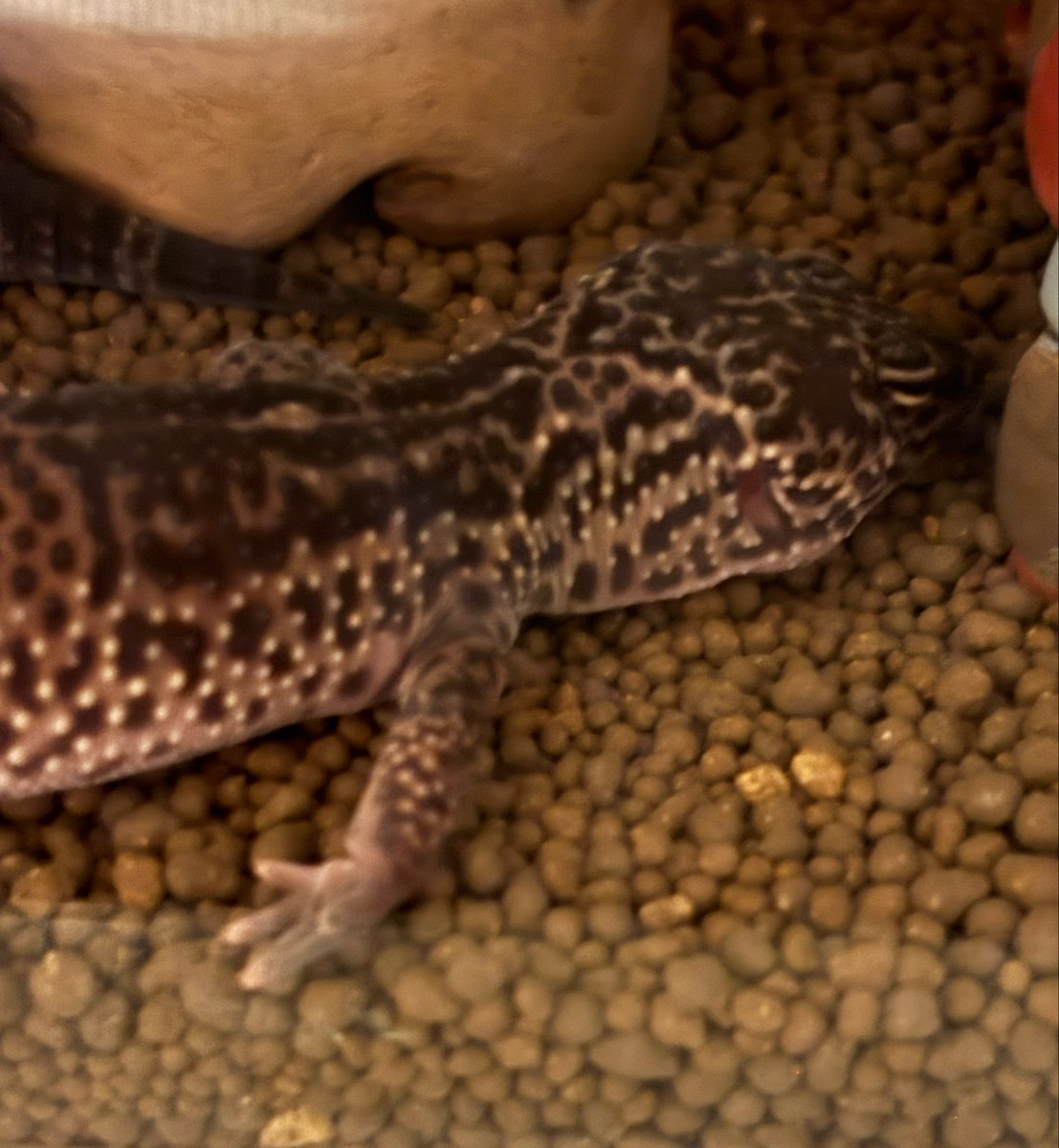 greeenduck's tweet photo. 帰宅したらこいるも脱皮が近づいてておてて白くなってるしお顔もうすーくなりかけ🦎
今朝寝てた時はまだおててだけ

仕事帰りに癒された

#レオパ https://t.co/rBAd2OX7w3