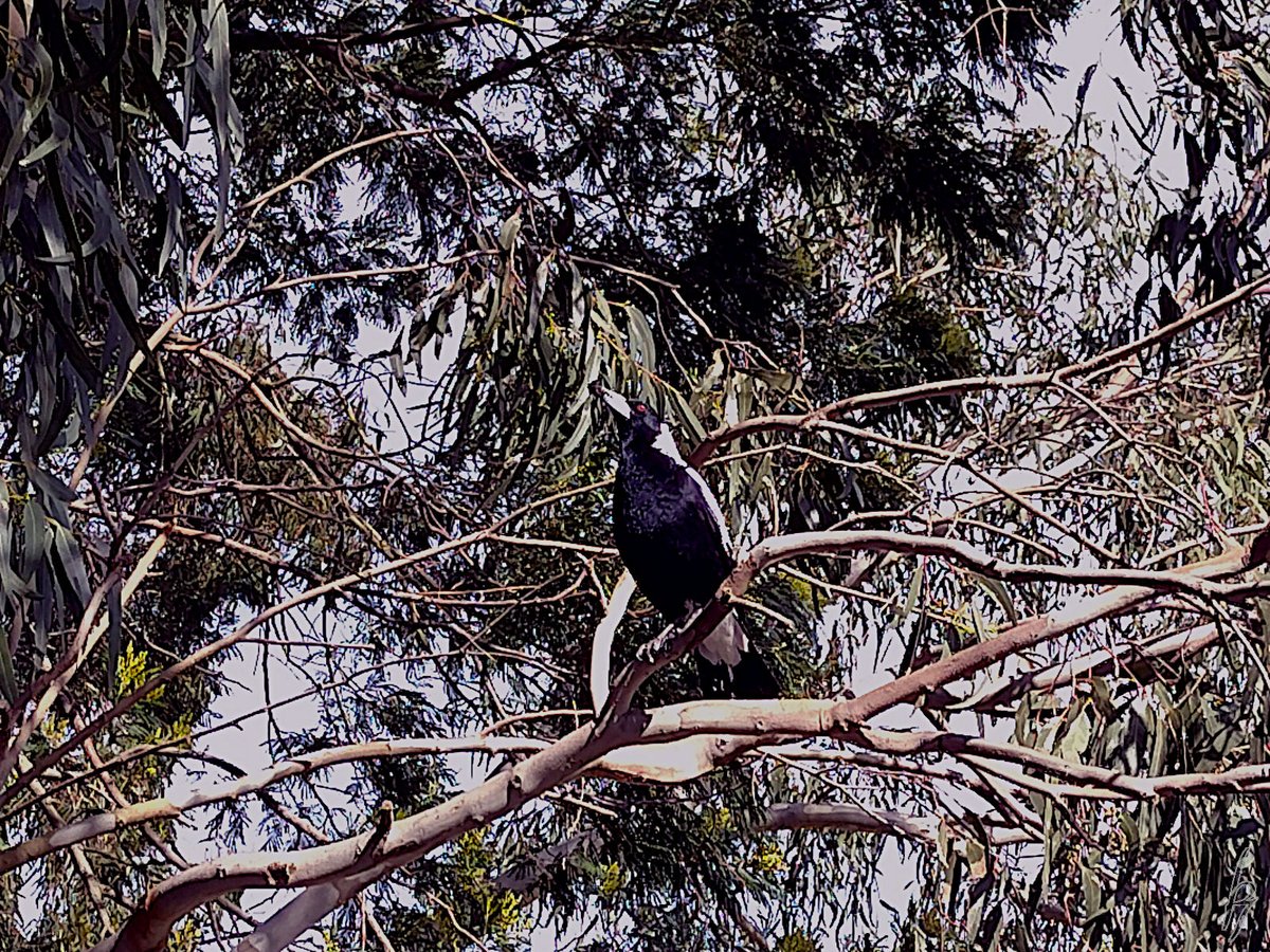 thorfinn's tweet photo. It is #spring  At the creek this noon a magpie &amp;  #ducks #getoutside #nature #nokia @WildMelbourne @rebecca_le_get @BirdlifeOz @MandyHerriot https://t.co/DRMWoA5O3W