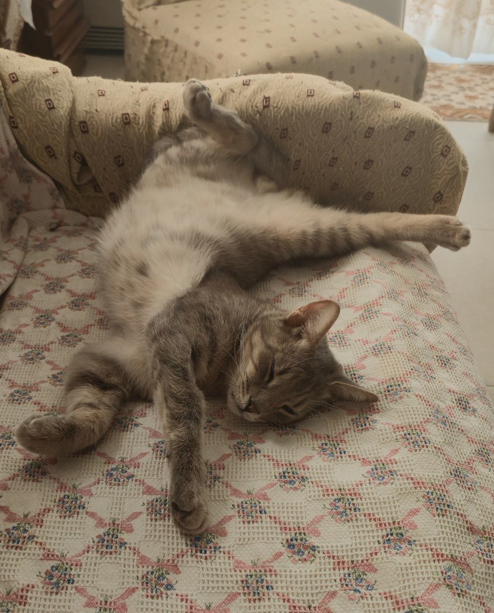 KatKatPt's tweet photo. 🆘️🆘️🆘️
Εκ μέρους φίλης 
Ο Μαριδας 
Μια μορφή 1 έτους,στειρωμενος,αποπαρασιτωμενος,εμβολιασμενος,χαδιαρης,παιχνιδιαρης,τα πηγαίνει καλά με άλλα ζωάκια
Τον βρήκε στις καλοκαιρινές της διακοπές αλλά δυστυχώς ο άλλος γάτος που έχει δν τον δέχεται
Ενα σπίτι γι αυτή τη φάτσα; 👇 https://t.co/jBhviL1xQu
