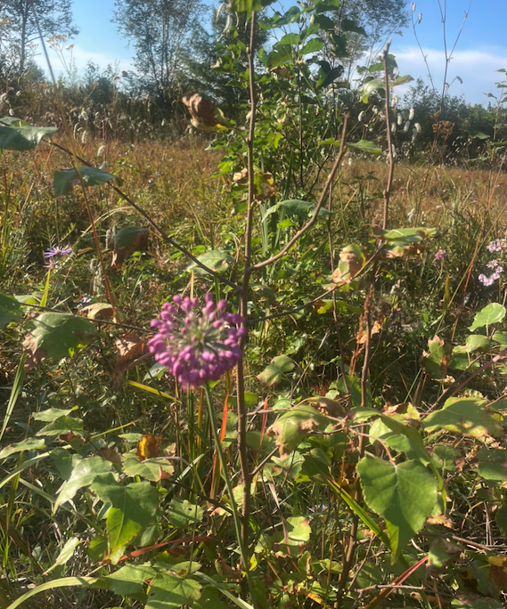 cicada_farm's tweet photo. Good evening, #Cicadarians! 
Had a wonderful weekend on the farm, just enjoying the clean, fresh air at the #CicadaFarm. We still have plenty of flowers in bloom, and the bees are doing great! https://t.co/A8PKUIsWUm