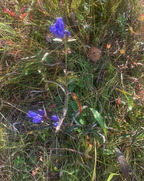 cicada_farm's tweet photo. Good evening, #Cicadarians! 
Had a wonderful weekend on the farm, just enjoying the clean, fresh air at the #CicadaFarm. We still have plenty of flowers in bloom, and the bees are doing great! https://t.co/A8PKUIsWUm