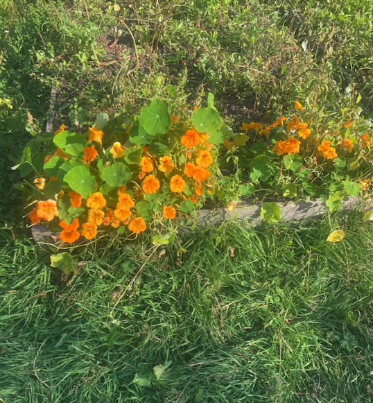 cicada_farm's tweet photo. Good evening, #Cicadarians! 
Had a wonderful weekend on the farm, just enjoying the clean, fresh air at the #CicadaFarm. We still have plenty of flowers in bloom, and the bees are doing great! https://t.co/A8PKUIsWUm
