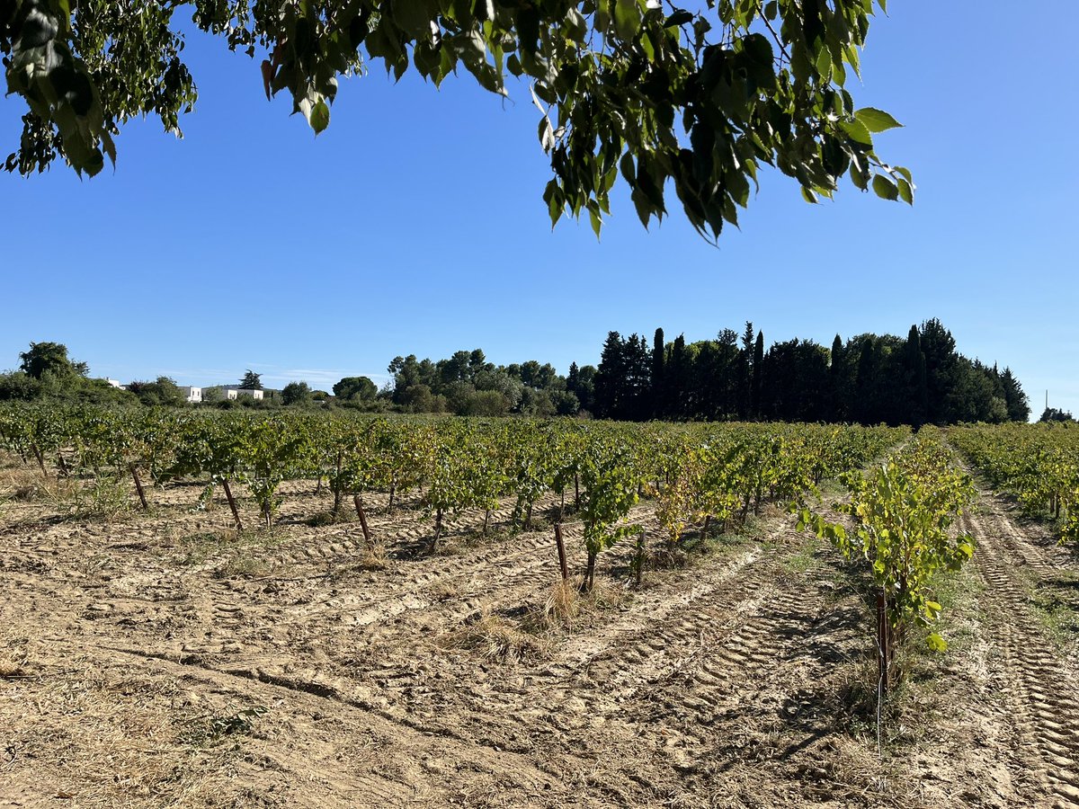 JeanGuizard's tweet photo. 🍇Voici près de 15 jours que se terminaient nos vendanges très précoces pour ce millésime inhabituel 🌞
Désormais le travail en cave se poursuit pour élaborer de merveilleux nectars 🍷
#vendanges #millésime2026 #vigneron #cave #domaineguizard https://t.co/qdsmsnZUdZ