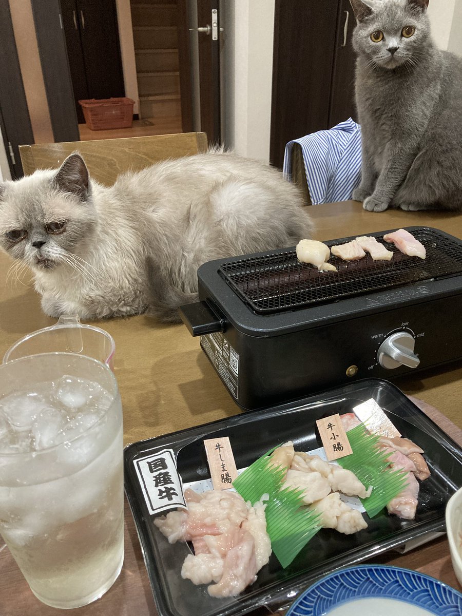 shugars14's tweet photo. 1人と2匹の夜
良い夜だ https://t.co/oFykqEgwOl