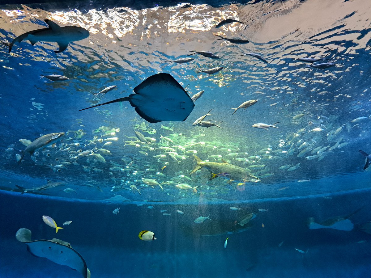 locus_1011's tweet photo. 水族館行ったよ。ナイトパフォーマンスすごかった。 https://t.co/TmjSfzSQyN
