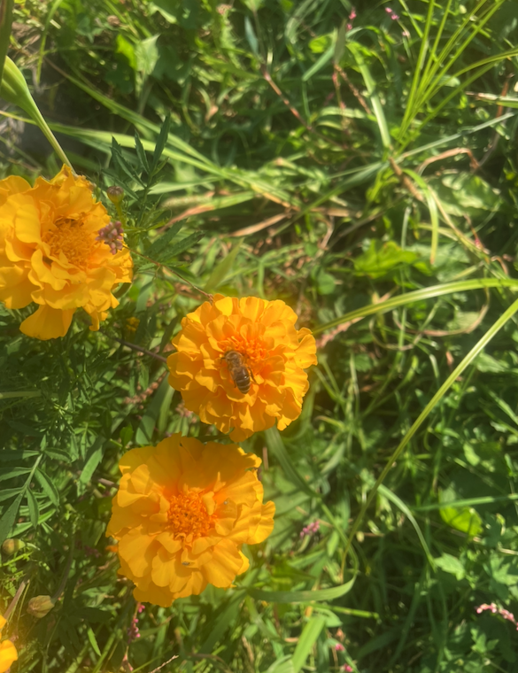cicada_farm's tweet photo. https://t.co/VtvPI27DLE