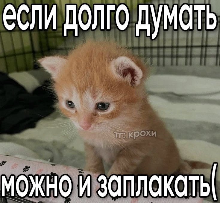 varriisaa's tweet photo. Поэтому я предпочитаю не думать https://t.co/ohNip1Na4h