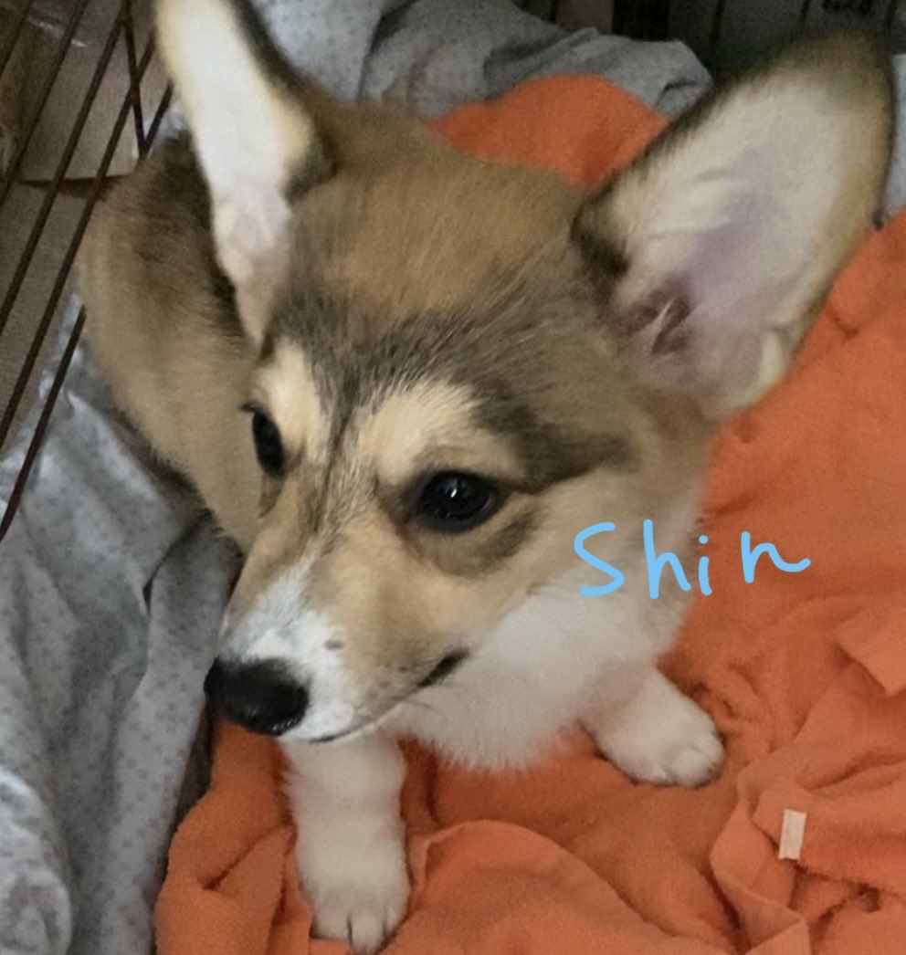 CorgiShinchan's tweet photo. ←お座りと待てを同時に覚えた去年9/20のしんちゃん 視線の先はごはんです😊
同じような目線の今日のしんちゃん　(私の足を枕にしてます😂)こうして見ると面影あるね😊→
#コーギー
#Corgi
#犬好きさんと繋がりたい https://t.co/PqAZTjzISD