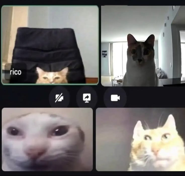 0CatX's tweet photo. https://t.co/m8wwQjB62j