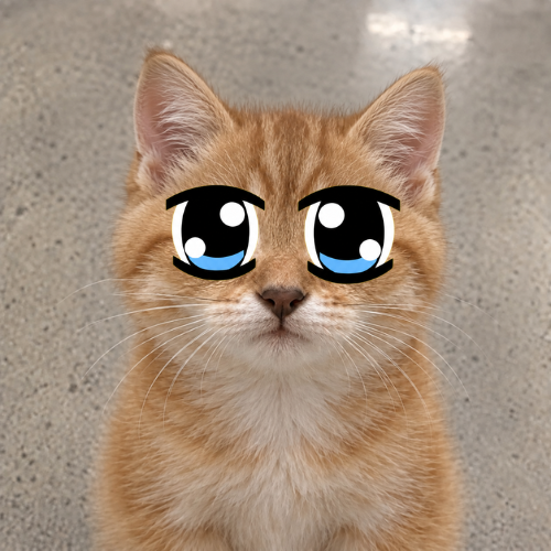 PufferinoDEV's tweet photo. I JUST FOUND THE NEW BIGGEST TIKTOK TREND

A new meme template of healed memes is going giga viral with people adding these eyes to it

they add it to animals, memes, people EVERYTHING

Memecoins need some healing too, Healed Cat.

https://t.co/dJ6cTvxhij https://t.co/zYsjPXvXSf