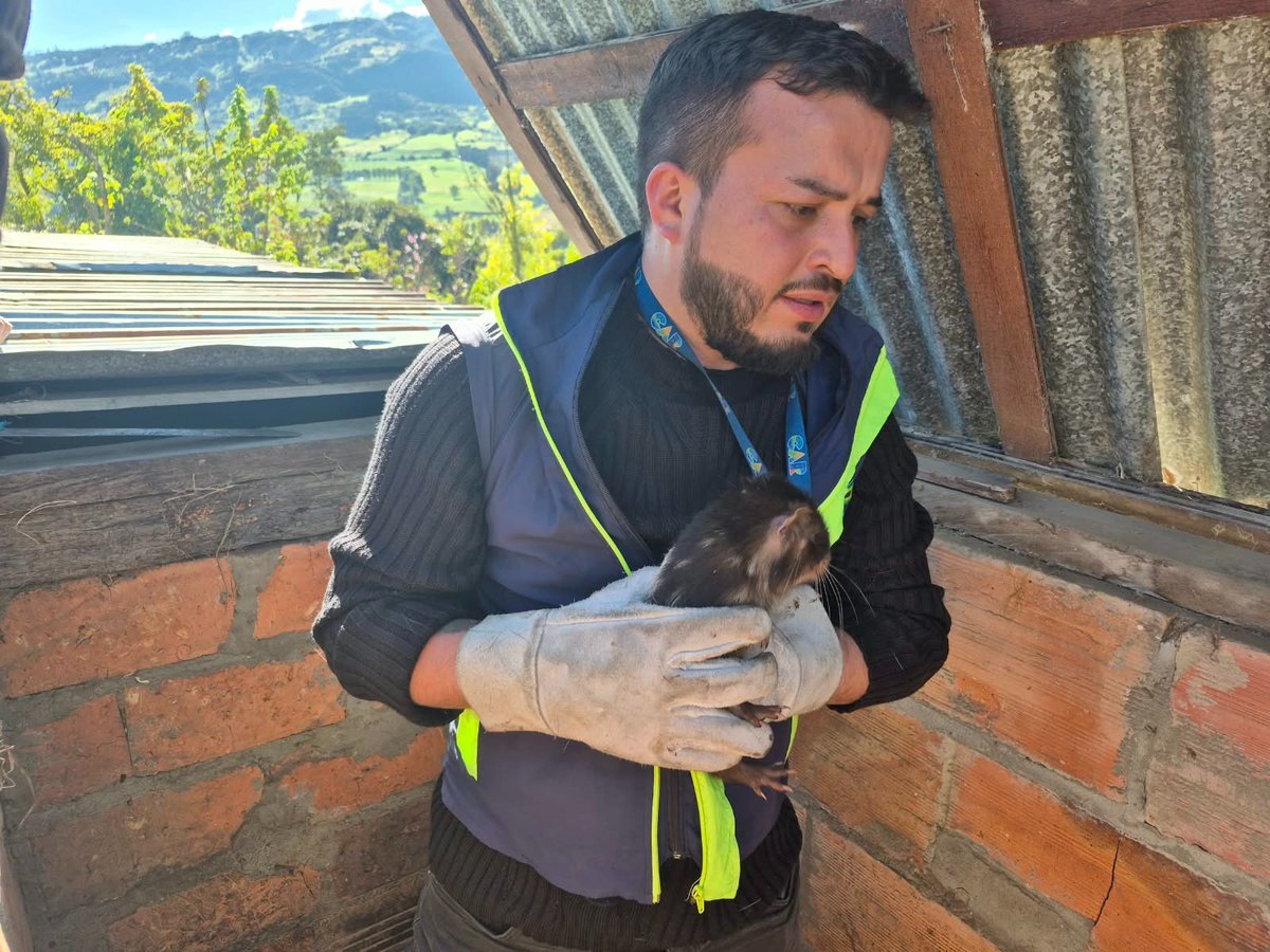 Alfred_Balle's tweet photo. Una denuncia de la comunidad permitió rescatar 8 borugos de montaña que permanecían en cautiverio en Subachoque. 
Desde la @CAR_Cundi y con apoyo de la Policía Nacional realizamos el procedimiento y se impuso medida preventiva a sus tenedores. Los animales ya están bajo cuidado especializado en el CAV de Tocaima.

¡La fauna silvestre debe estar libre, no en cautiverio!