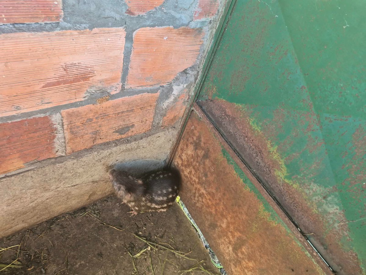 Alfred_Balle's tweet photo. Una denuncia de la comunidad permitió rescatar 8 borugos de montaña que permanecían en cautiverio en Subachoque. 
Desde la @CAR_Cundi y con apoyo de la Policía Nacional realizamos el procedimiento y se impuso medida preventiva a sus tenedores. Los animales ya están bajo cuidado especializado en el CAV de Tocaima.

¡La fauna silvestre debe estar libre, no en cautiverio!