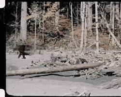 BBiswas2816's tweet photo. Bigfoot is the undisputed Hide &amp; Seek World Champion (Undefeated since 1967). But putting him on a Zcash shielded address? That’s just unfair to the rest of us trying to track him down. I brought the trail mix, let me into the 303 woods. 🏆🏕️👣  @BITFOOTS_     #makeuslaugh https://t.co/FHJaIMzMxa