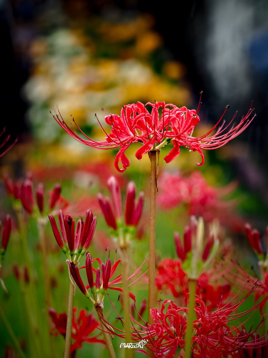 o0_c02's tweet photo. spider lily https://t.co/1tpdjXnJG1