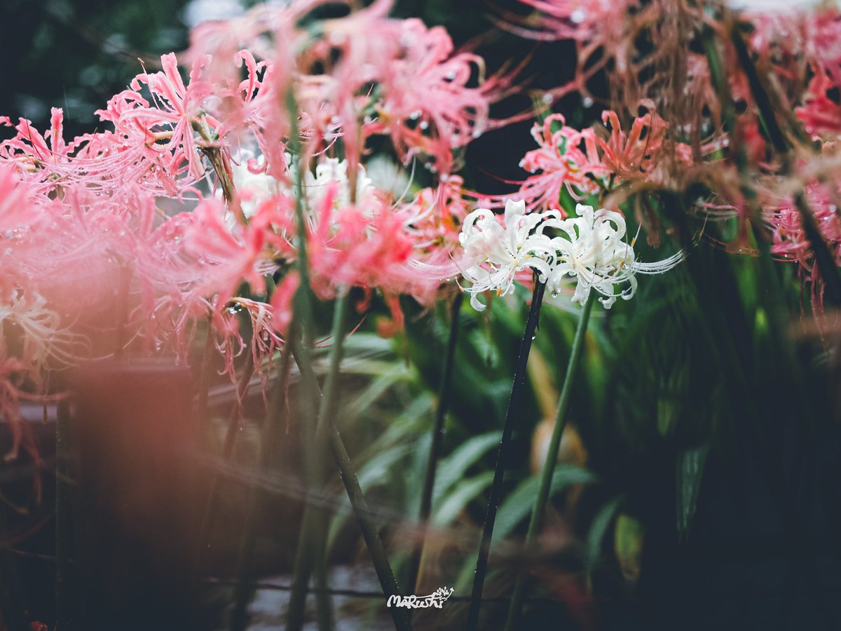 o0_c02's tweet photo. spider lily https://t.co/1tpdjXnJG1