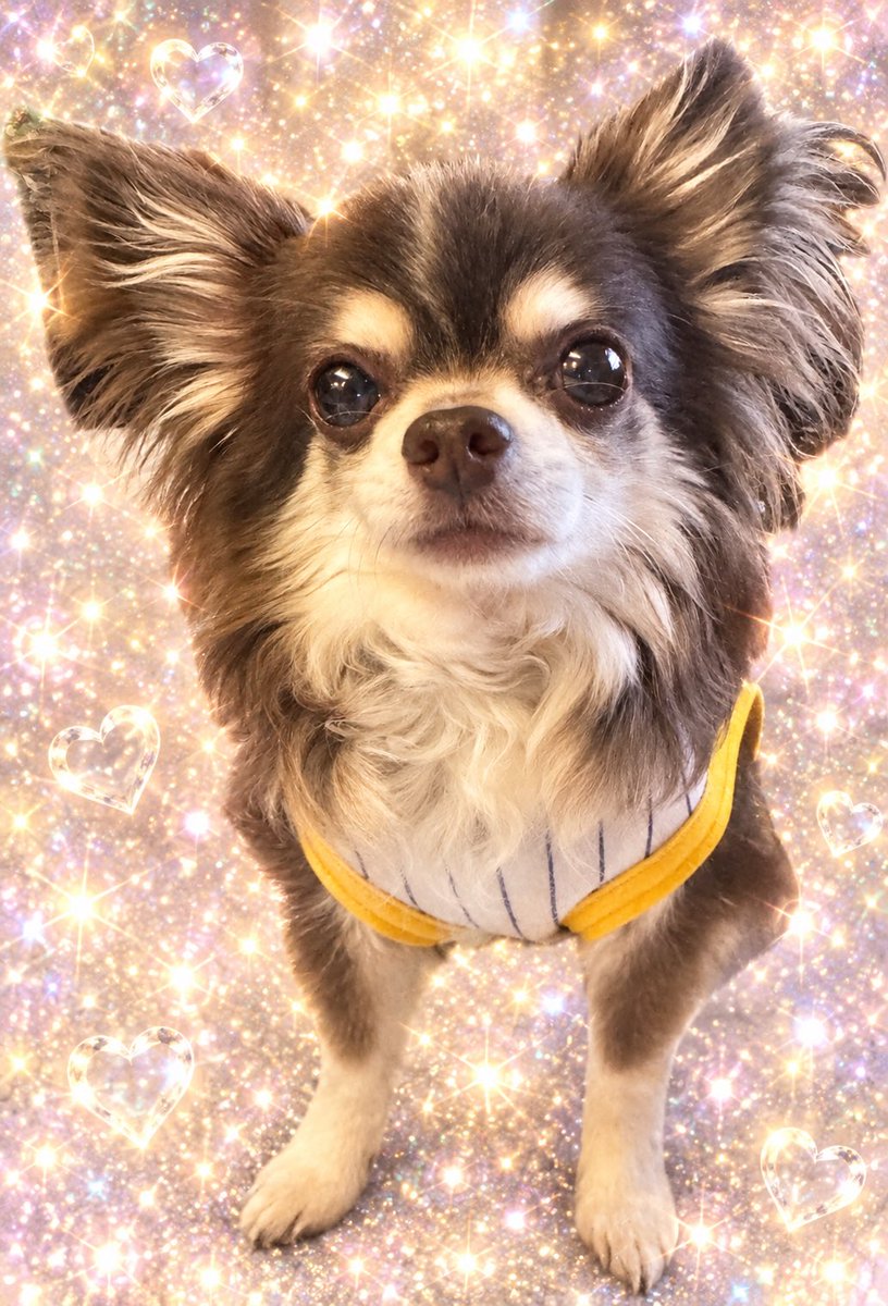 IMOunione's tweet photo. 急遽、推し(愛犬)に莫大な課金が必要となったので
魅惑が沢山あるXは見ないようお休みします😖✨✨(歯を抜かないといけないのﾎﾞｸ)

NIKKE4周年生放送には帰って来ます🤩✨

僕が無事に！私が魅惑に！勝てるよう、
応援よろしくお願いいたします🫡🫶w https://t.co/S9sNPuL3no