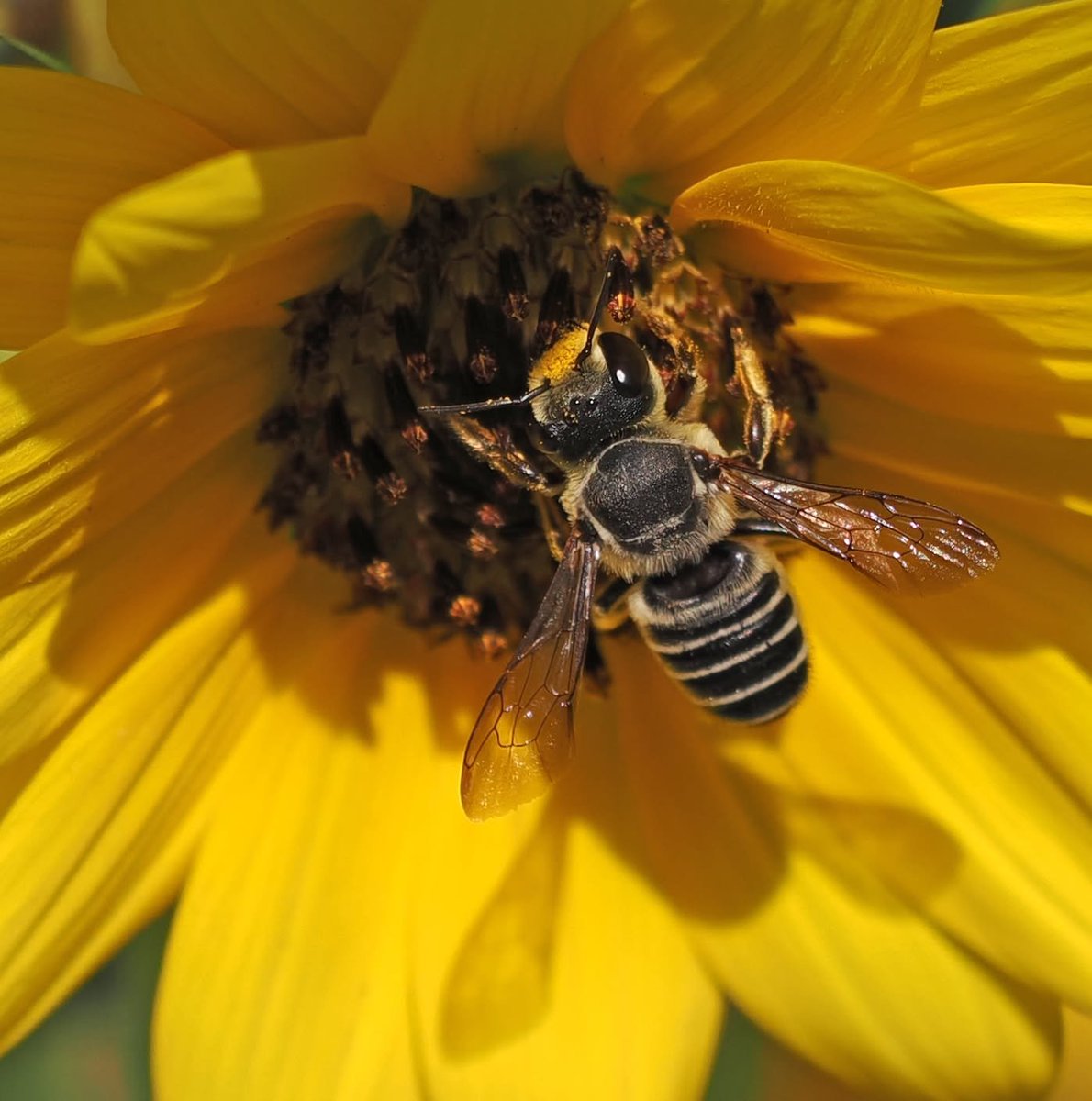 TheHolyHabibee's tweet photo. It's the shame the bee is so deep into the sunflowers, you can't see the large jaw that defines a "leafcutter" bee

Bee of the Day #330 is Megachile policaris, a rather common North American native bee with a generalist foraging habit - sunflowers, daisies, asters... any open flower really

Look at the underside of her abdomen, those thick hairs are scopae, which she uses for carrying pollen back to her nest*. As pollen accumulates on her body from foraging, she uses her legs to brush it to her body, where the pollen adheres to the hairs on the underside of her abdomen (under a microscope, pollen is very sharp and pointy, which will get stuck on other sharp and pointy things, like bee hairs).

Once fully loaded (or she's "satisfied") the female flies back to the nest, brushes it off using her legs and begins the brood-provision-making process

* The other forms of pollen transport are in hind leg baskets, as in honey bees, and internal pollen transport, like some masked bees in Australia

📷Roy Beckemeyer, Kansas