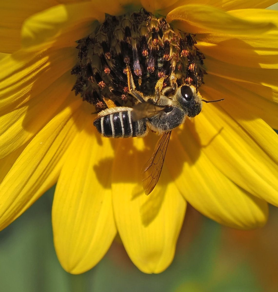 TheHolyHabibee's tweet photo. It's the shame the bee is so deep into the sunflowers, you can't see the large jaw that defines a "leafcutter" bee

Bee of the Day #330 is Megachile policaris, a rather common North American native bee with a generalist foraging habit - sunflowers, daisies, asters... any open flower really

Look at the underside of her abdomen, those thick hairs are scopae, which she uses for carrying pollen back to her nest*. As pollen accumulates on her body from foraging, she uses her legs to brush it to her body, where the pollen adheres to the hairs on the underside of her abdomen (under a microscope, pollen is very sharp and pointy, which will get stuck on other sharp and pointy things, like bee hairs).

Once fully loaded (or she's "satisfied") the female flies back to the nest, brushes it off using her legs and begins the brood-provision-making process

* The other forms of pollen transport are in hind leg baskets, as in honey bees, and internal pollen transport, like some masked bees in Australia

📷Roy Beckemeyer, Kansas
