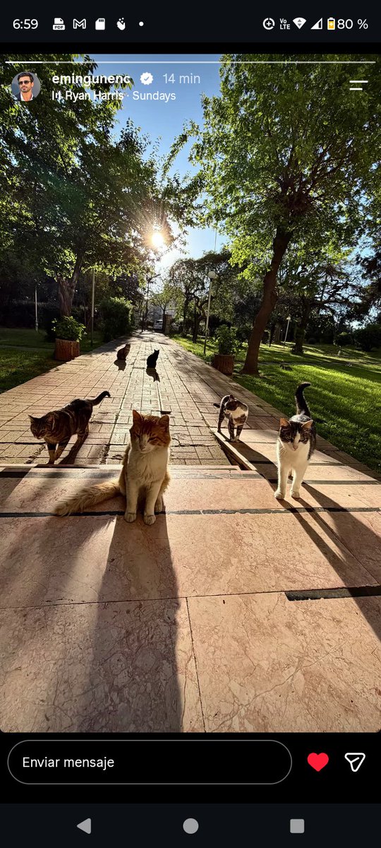 AnaLuis20959444's tweet photo. @emingunenc_ Ha subido esta historia en varias ocasiones, vemos que se ha incorporado al mundo gatuno, tendrá esto algún mensaje en específico?#LoveCat 👀👀😼 https://t.co/peEnJdhmdS