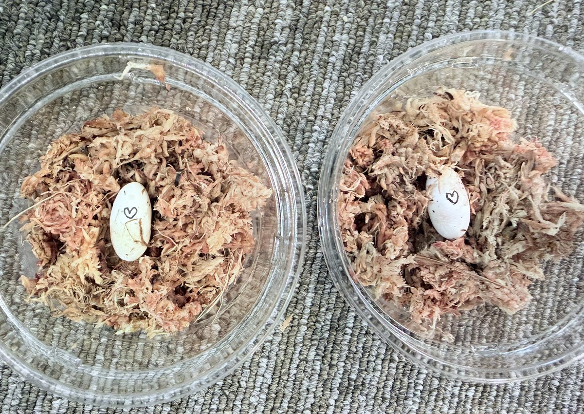 wd_rep's tweet photo. 昨夜２回目のクラッチ🥚🥚
ひじこちゃん頑張ったね🥲💕

#クレステッドゲッコー https://t.co/wmSyzs09SK