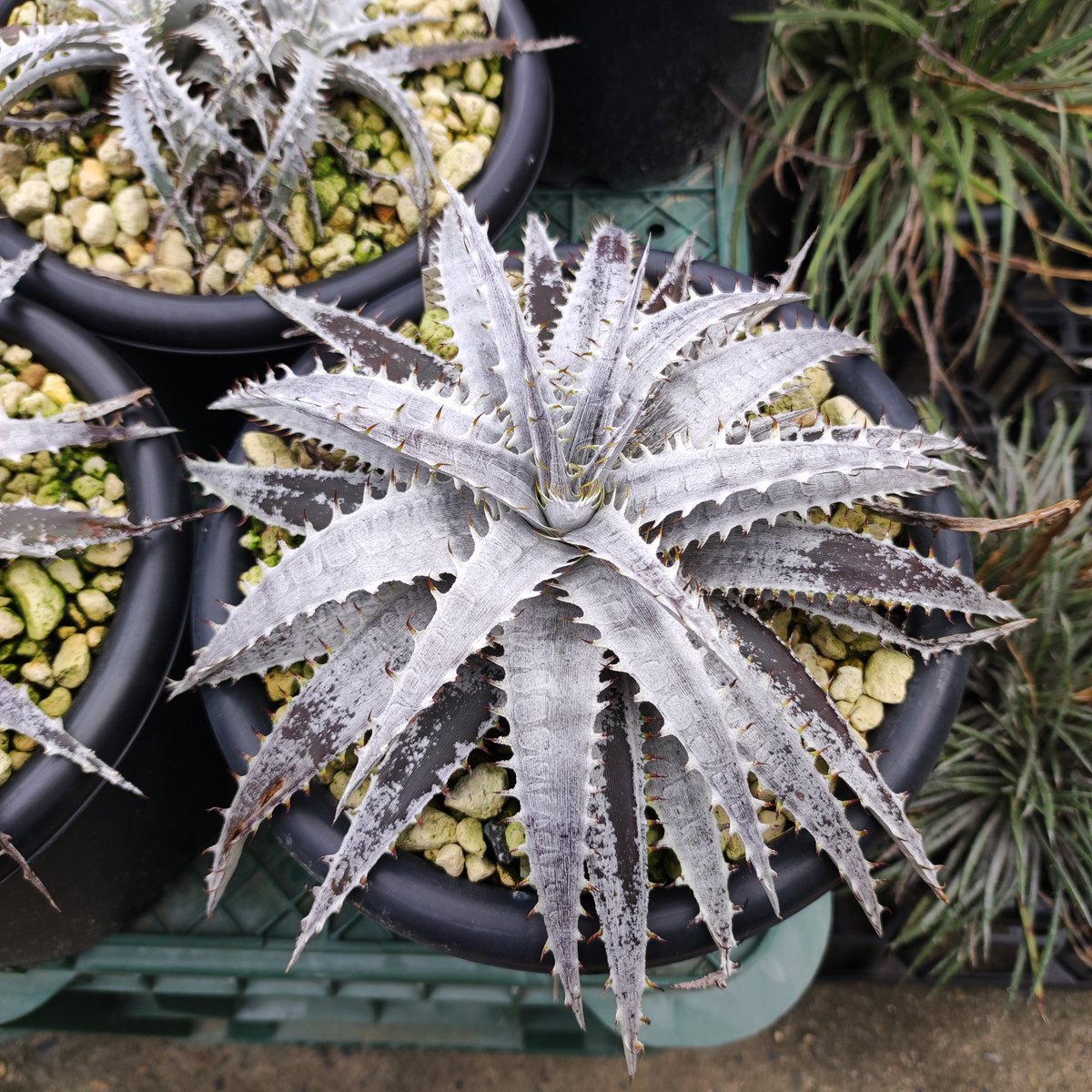ultimatumusui's tweet photo. Dyckia braunii x ('WW' x TCBBB) https://t.co/15IJiRXZXG