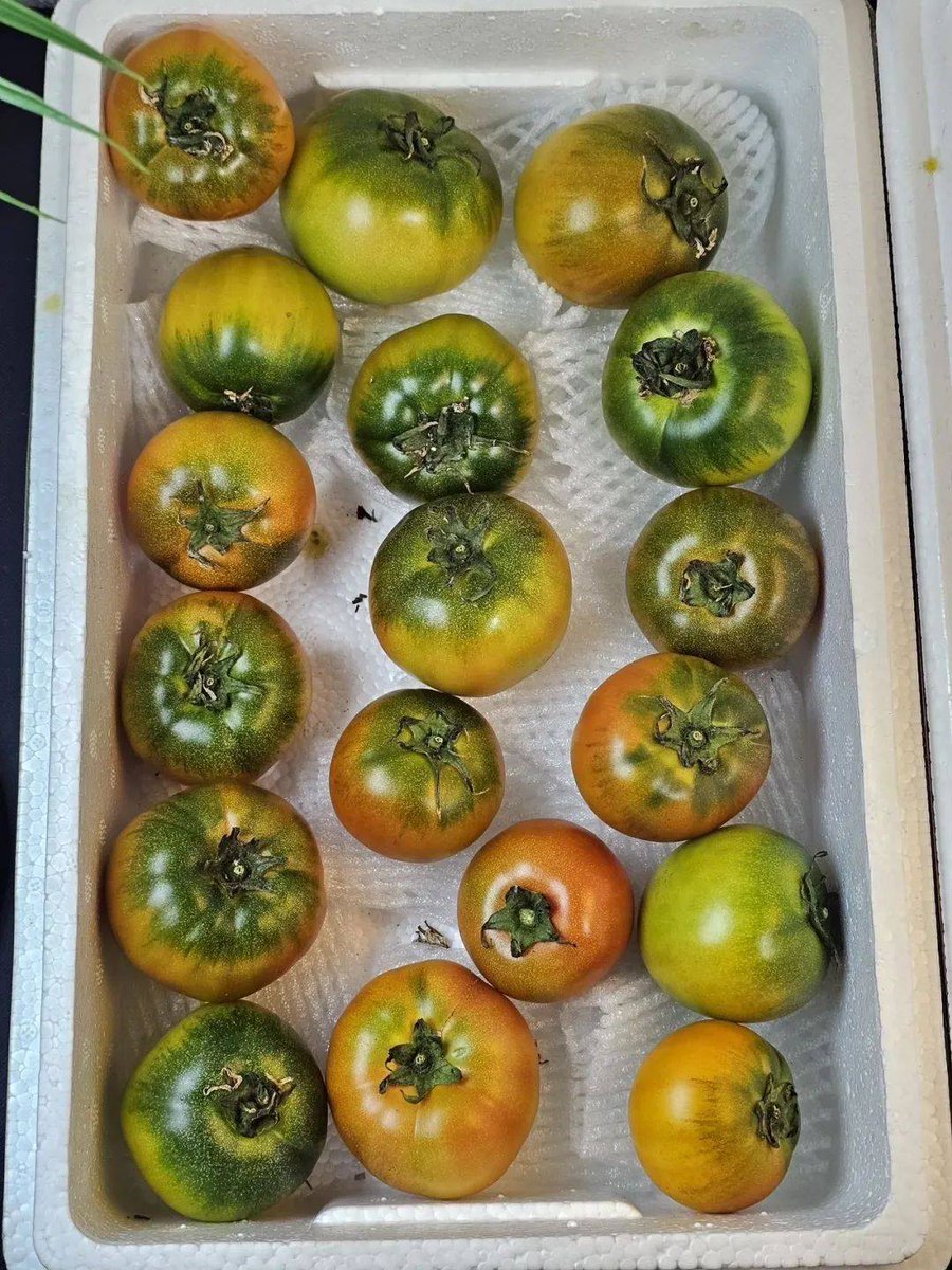 deenaroid's tweet photo. Just tried the new organic cherry tomatoes! Juicy, sweet, and zero weird aftertaste—perfect for salads or snacking. 10/10 would restock! https://t.co/WWeMNOmOac