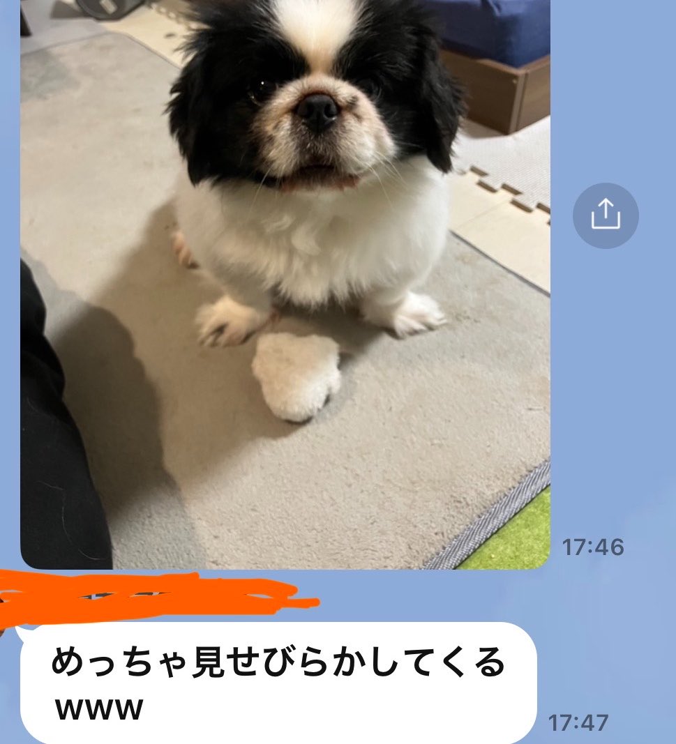 hanamarupeki78's tweet photo. シッターしてくれてる友達🐟から送られてきたLINE🤣 https://t.co/BLELNXZlJr