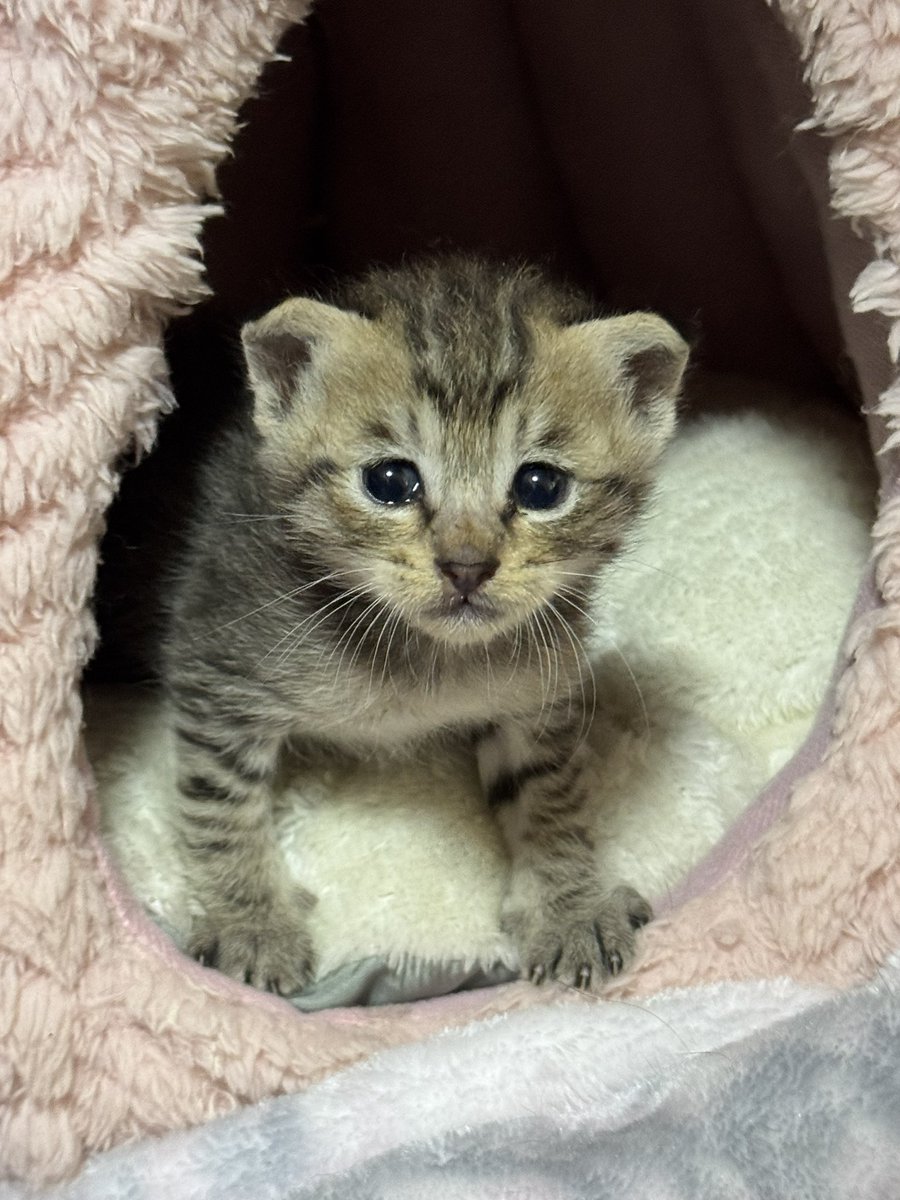 LastCowboy's tweet photo. 【3匹の子猫を保護しました！】

経緯…
レクサスのディーラーさんに「車の中から猫の鳴き声がするからなんとかして」とそのまま乗ってくる（いや走らないでよ）
↓
レクサスの整備士さん達必死の？救出劇
↓
子猫4匹がエンジンルームに
↓
レクサスの受付嬢さんのお友達がうちのスタッフの娘さん→わしに相談
↓
1匹（茶トラ）の子は別の方が引き取る
（残りの3匹同じ柄…w）
↓
レクサス閉店時に引き取りに…

多分エースの時より小さいので2〜3週間？

ケージに入れたらすり抜けてしまうのでw
たまたま犬用に買っていた（未使用）の
キャリーバッグがあったので
そちらに退避

子猫3匹、それも1ヶ月未満…

NNN、ハードル上げてきたなぁ(￣▽￣;)

今はミルク飲んでみんな寝ています♪

というか…
どうやって見分ければ良いんだ？www