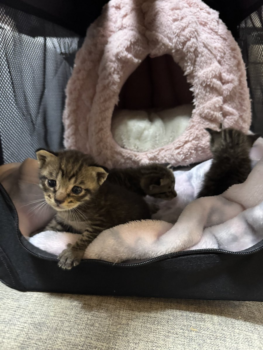 LastCowboy's tweet photo. 【3匹の子猫を保護しました！】

経緯…
レクサスのディーラーさんに「車の中から猫の鳴き声がするからなんとかして」とそのまま乗ってくる（いや走らないでよ）
↓
レクサスの整備士さん達必死の？救出劇
↓
子猫4匹がエンジンルームに
↓
レクサスの受付嬢さんのお友達がうちのスタッフの娘さん→わしに相談
↓
1匹（茶トラ）の子は別の方が引き取る
（残りの3匹同じ柄…w）
↓
レクサス閉店時に引き取りに…

多分エースの時より小さいので2〜3週間？

ケージに入れたらすり抜けてしまうのでw
たまたま犬用に買っていた（未使用）の
キャリーバッグがあったので
そちらに退避

子猫3匹、それも1ヶ月未満…

NNN、ハードル上げてきたなぁ(￣▽￣;)

今はミルク飲んでみんな寝ています♪

というか…
どうやって見分ければ良いんだ？www